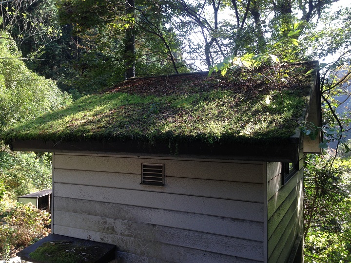 植物が繁茂した屋根