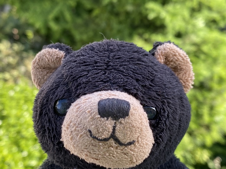 クマのぬいぐるみ