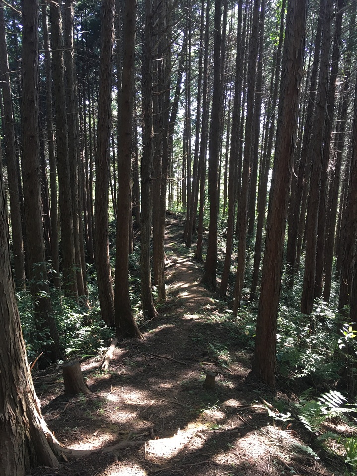山道