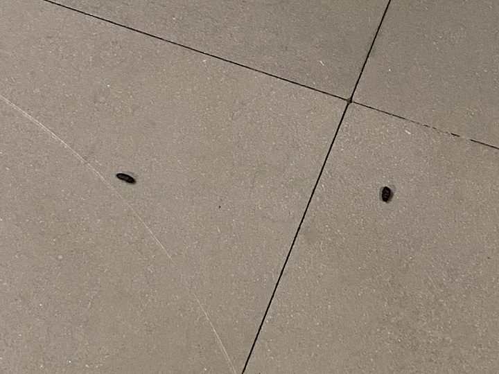 ネズミのフン