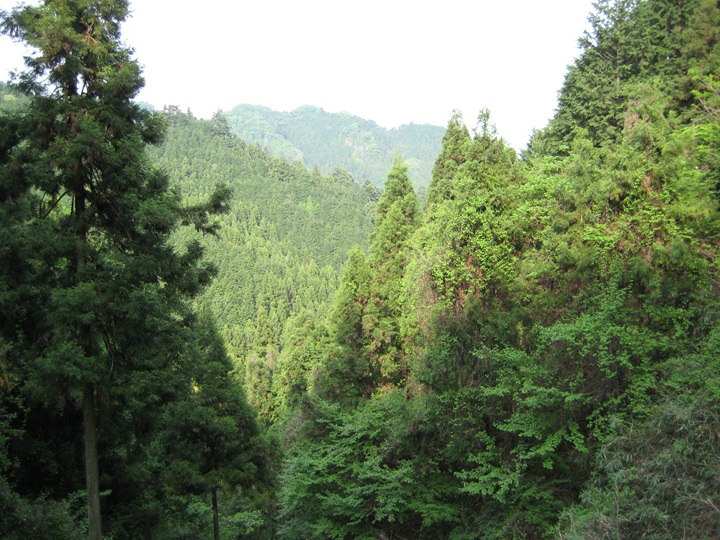 山