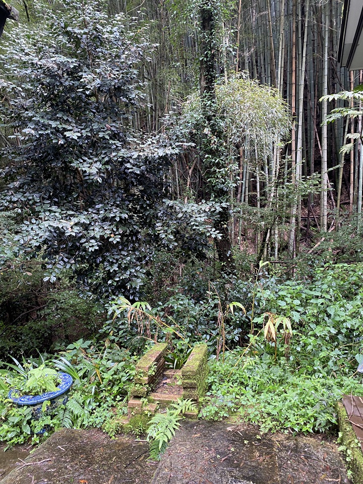屋外の濡れた緑